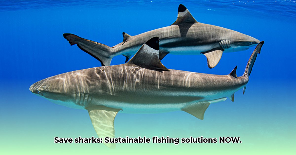 protecting-endangered-shark-species